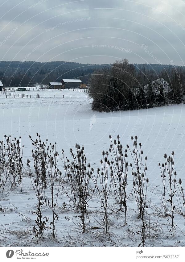 Thistle stand Landscape bleak Farm To go for a walk tough Snow chill cold snap Thistles Wind Winter Winter mood Winter Silence Blown away flowers