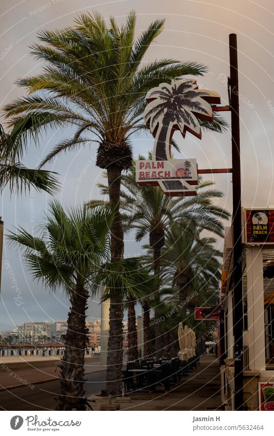 Palm trees - beach promenade palms vacation Vacation & Travel Palm frond Vacation mood Exterior shot Summer palm branches Plant Tourism Nature Vacation photo