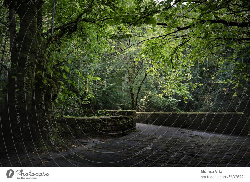 Caaveiro Bridge in the Fragas do Eume, Galicia, A Capela. Fragas do Eume Natural Park river fragas natural park nature forest leaves trees green landscape