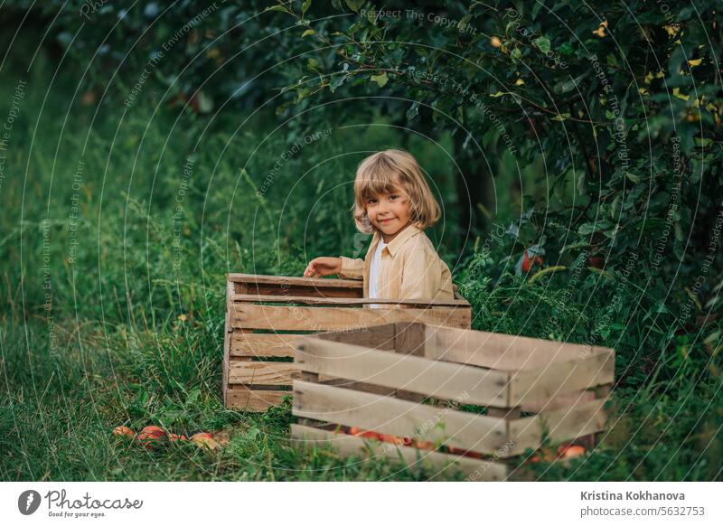 Funny little boy eating juicy apple,sitting in wooden box orchard.Organic fruits agricultural american autumn baby background basket bio brothers caucasian