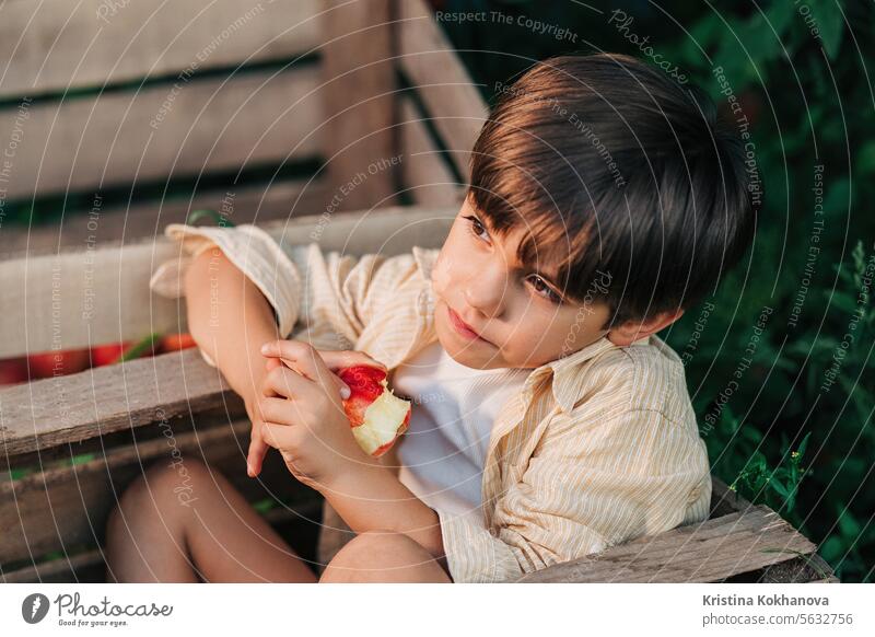 Funny little boy eating juicy apple,sitting in wooden box orchard.Organic fruits agricultural american autumn baby background basket bio brothers caucasian