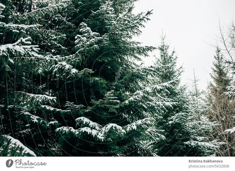 Pine,evergreen spruce branches covered by snow,hoarfrost. Snowbound conifer tree cold forest winter frozen landscape pine nature weather aerial season snowy