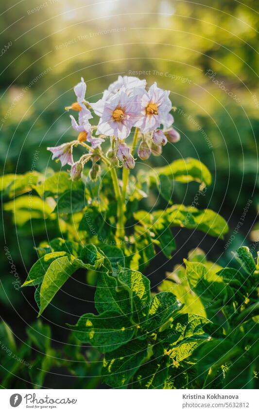 Blooming potato, young fresh plant growing on farmland or field. Fertile black rich soil, chernozem. View on golden hour, sunny rays background. Agriculture, vegetable, organic, cultivation. High