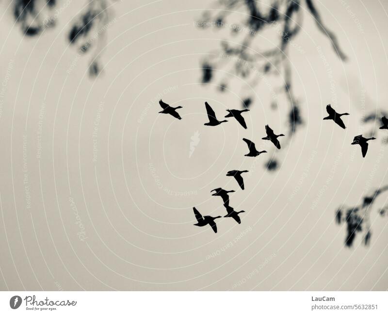 Covert mission - formation flight behind branches geese wild geese Flock of birds Migratory birds Group of animals bird migration Flight of the birds Nature Sky