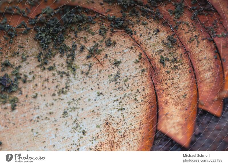 Moss and rust - and somehow abstract Rust rusty rusty metal Old run-down Abstract abstraction Metal Structures and shapes Pattern Close-up Transience Detail