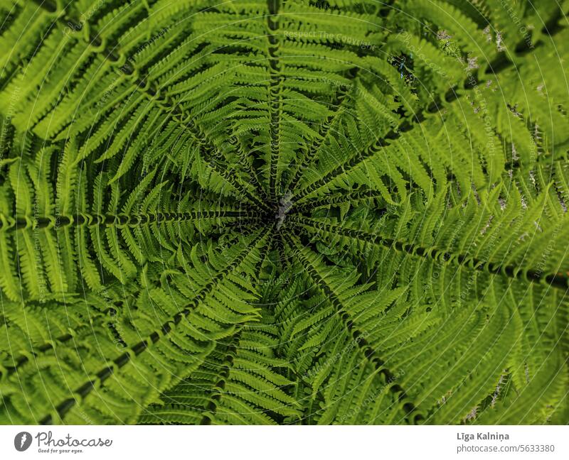 background of green fern polypodiosida Farnsheets fern growth Leaf Fresh Growth Green Foliage plant Plant Fern leaf Nature Detail polypodiopsida ferns