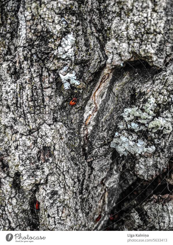 Red bugs on tree bark Bug Insect ChrISISIS Nature Beetle Shield bug Macro (Extreme close-up) Close-up Green Animal Plant Bark-beetle Tree Trees Tree bark