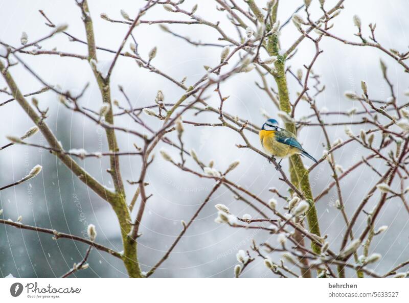 winter tenderness Animal protection Animal portrait Wild animal Nature Colour photo Cute pretty Bird Exterior shot Love of animals Garden Seasons tit Tit mouse