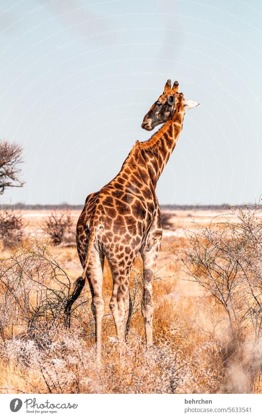 head turner Free travel Animal Deserted Trip Animal portrait Wilderness Fantastic Wild animal Love of animals Animal protection Giraffe Exceptional Safari