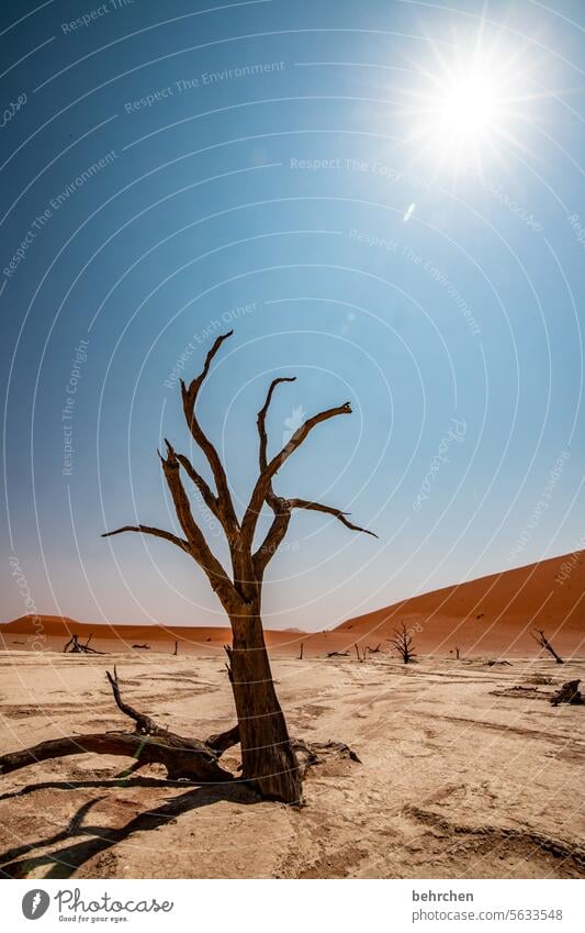 heat stroke Old gnarled Tree trunk dead tree Sossusvlei Sesriem travel Wanderlust Far-off places Namibia Africa Desert Sand Colour photo Loneliness