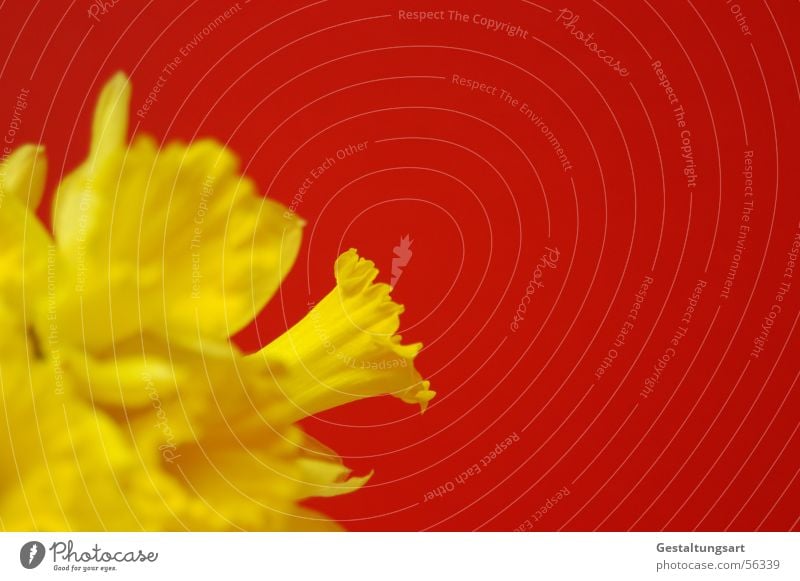 Rich in contrast Wild daffodil Narcissus Spring snowflake Flower Wake up Plant Growth Maturing time Beautiful Blossom Blossoming Calyx Yellow Green Red Style