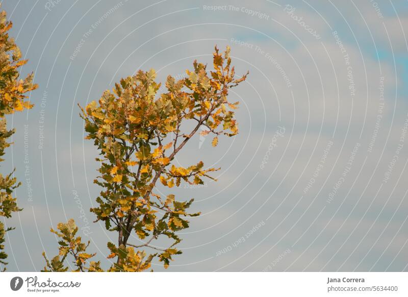 Oak branches with yellow leaves. Oak leaves, brightly backlit against the sky. Oak tree Oak leaf Twigs and branches Sky Bright Yellow Orange Nature Autumnal