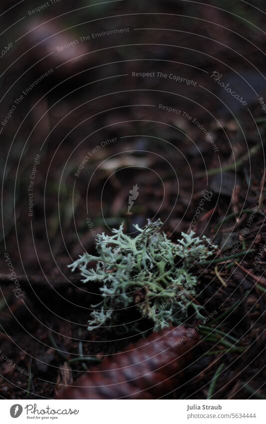 Forest floor Lichens Pine cones Fir cone Bright green Mint green Woodground Fir needle Brown woodland forest path