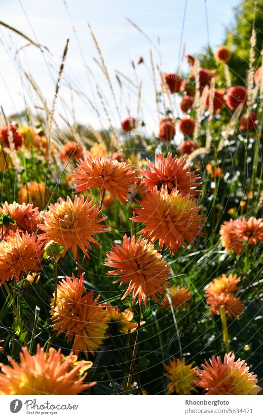 Orange dahlias with delicate ornamental grasses Dahlia Georgians flowers Flower composite Garden Gardening fertilizer Ornamental grasses Grass Ornamental plant