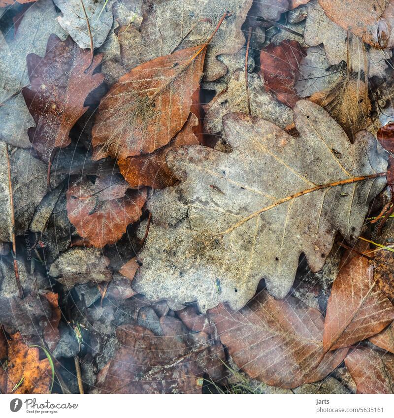 From last fall Autumn Autumn leaves Water Autumnal Autumnal colours Transience Lake Leaf Seasons foliage autumn colours Exterior shot reflection Colour photo