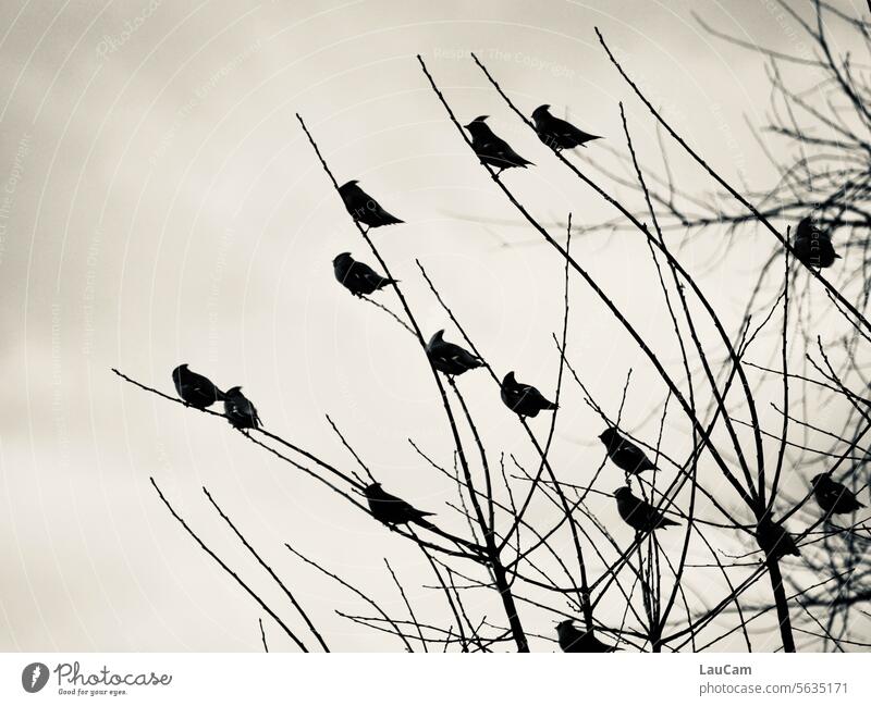 Group dynamics - Silktails in the same orientation silk tail silk tails birds Bird Flock group Flock of birds bird group Group of animals rest twigs