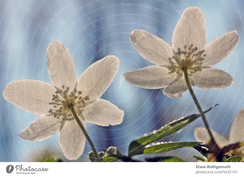 Wood anemones stretch out towards the April sun, their stamens casting shadows on the sepals. Spring flower Anemone Crowfoot plants Blossom Stamen sunny weather