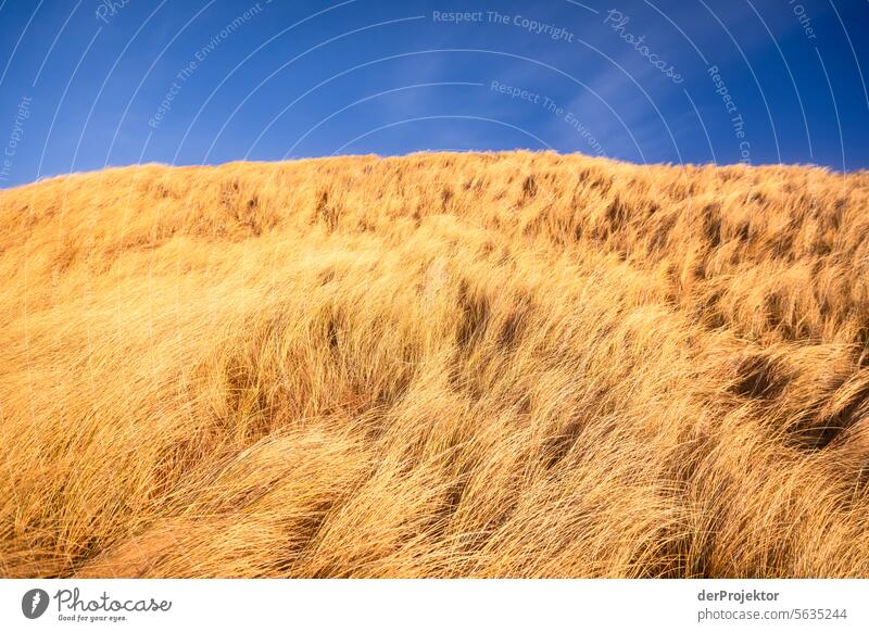 Dune in the sunlight in Denmark 1 relaxation relax & recuperate" Recreation area bathe Freedom vacation Vacation mood Exterior shot Ocean Colour photo