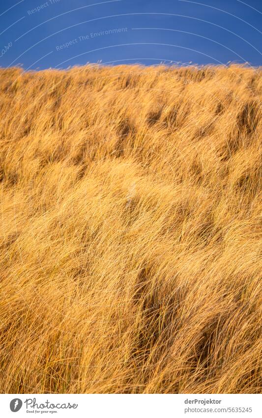 Dune in the sunlight in Denmark 2 relaxation relax & recuperate" Recreation area bathe Freedom vacation Vacation mood Exterior shot Ocean Colour photo