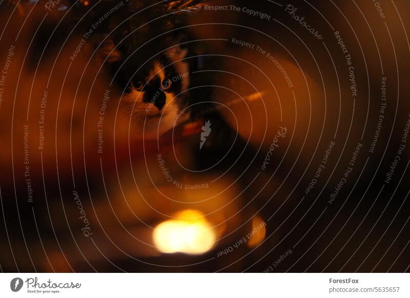 Peek-a-boo - Cat in the Christmas tree Cat's head Christmas fairy lights Evening cute Lighting focus blurred lights Christmas & Advent Illuminate Fairy lights