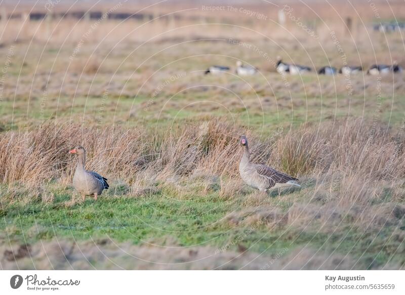 grey geese Anser anser Wild geese Gray lag goose Wild goose Wetlands wild geese animal world Goose Barnacle Geese bird sanctuary reed grass plants Nature