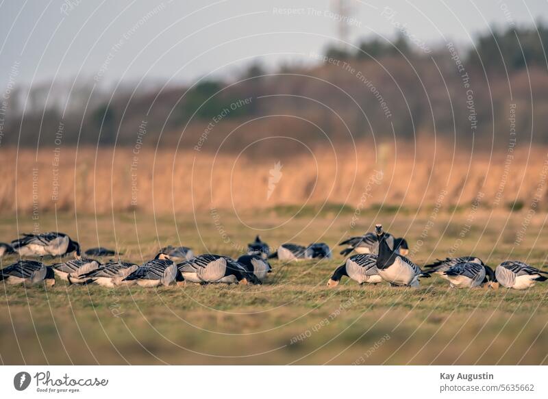 Barnacle geese in the wet meadows Barnacle Geese White-cheeked Goose Branta leucopsis Nature Wetlands Wild geese Landscapes Sylt island Duck birds Sea geese