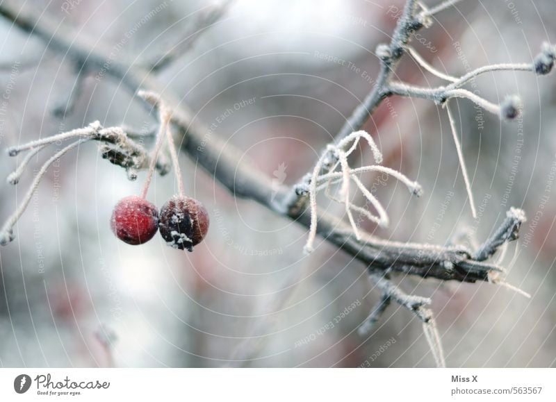 winter apple Fruit Apple Garden Nature Winter Weather Bad weather Ice Frost Snow Tree Freeze Hang Cold Red Branch Twig Apple tree Hoar frost Frozen Winter mood