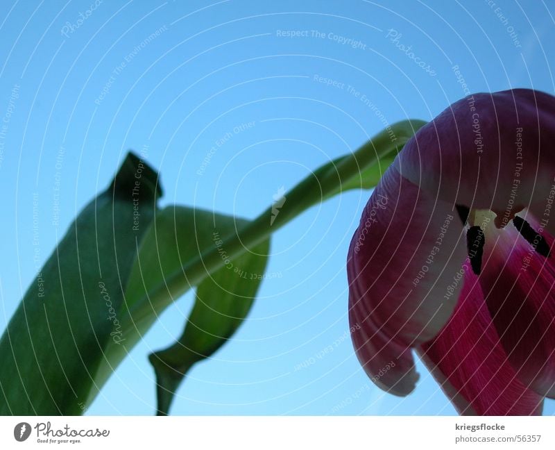 Don't hang your head!!! Flower Tulip Plant Spring Blossom Leaf Stalk Blue Sky