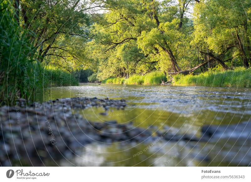 River landscape - A river  in a green landscape with a blurred foreground grass autumn Copy Space plants nature water Germany river landscape meadow