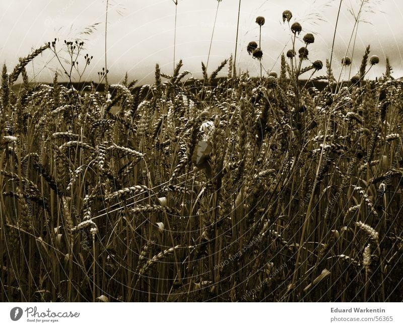 cornfield Cornfield Plant Autumn Dark Nature Gold