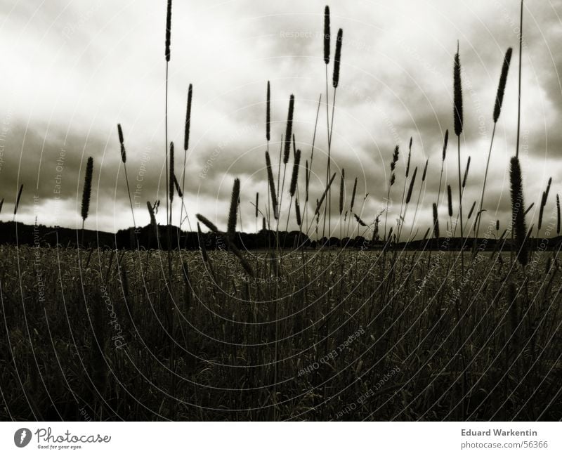 Something's brewing. Clouds Dark Plant Field Cornfield Calm Gale Sky