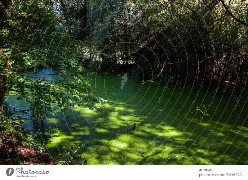 biotope Habitat green lung ponds Green naturally Nature Primordial Tree Branch Mystic Light Shadow Water Plant Calm Environment Pond Nature reserve