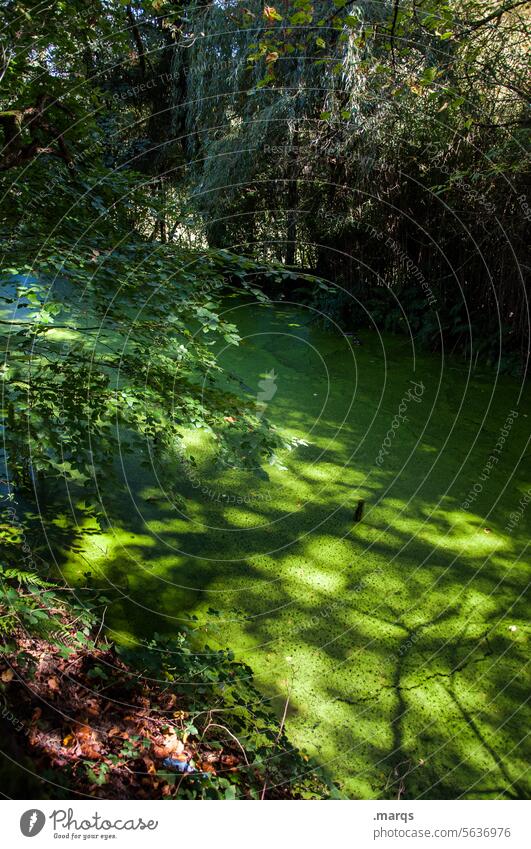 Natural Habitat green lung ponds Green naturally Nature Primordial Tree Branch Mystic Light Shadow Water Plant Calm Environment Pond Nature reserve