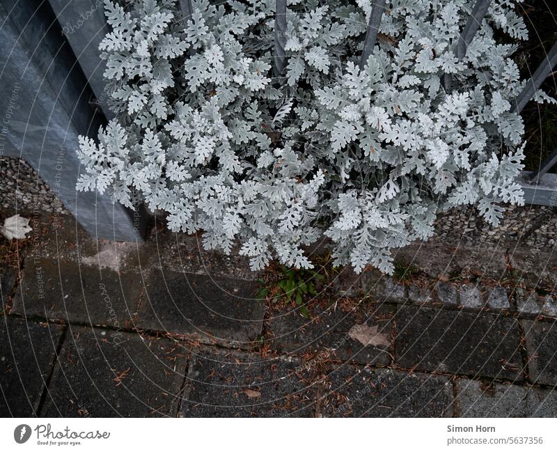 Silver leaf on the roadside Roadside off Planting silver leaf Outskirts Edge Lanes & trails Asphalt Sidewalk Gray silver grey Curbside Footpath Street