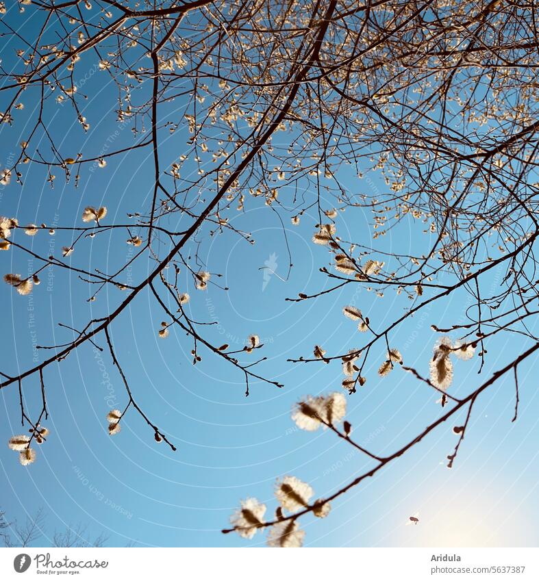 Flowering willow in the sunlight with bees Willow tree Sun Blossom Spring sunshine Back-light Insect Catkin willow tree Bee Pollen Pollination Allergy Nature