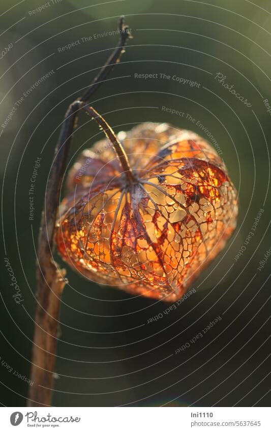 Perianth of the lantern flower with illumination Winter Plant Chinese lantern flower Ornamental plant Physalis Physalis alkekengi Bloom cover Close-up transient