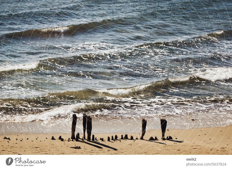 Damaged teeth groynes remnants Bank reinforcement Stele Wooden stake Unwavering Bizarre Decline Old Stand Together Historic tower Long shot Light Shadow