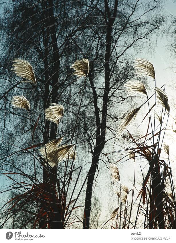 sweet grasses Pampas grass Ease Rustling Wind Soft Delicate naturally Fluffy Plant Dried Hissing Easy Landscape idyllically Environment Sunlight Sky Calm