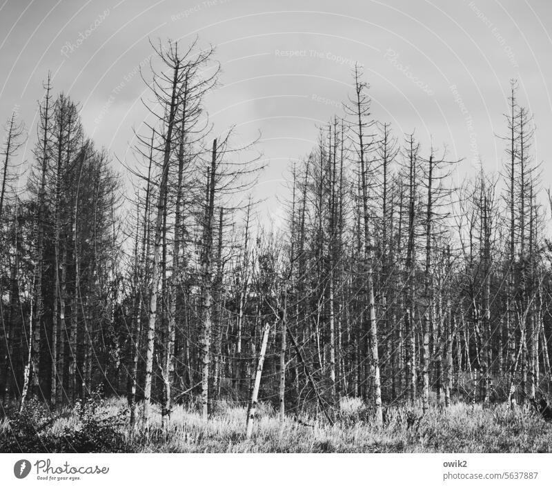 dead forest Landscape out Nature Mysterious Wild plant trees Tree trunk clearing Moody silent Deserted Long shot Peaceful tranquillity Lonely Branches & twigs