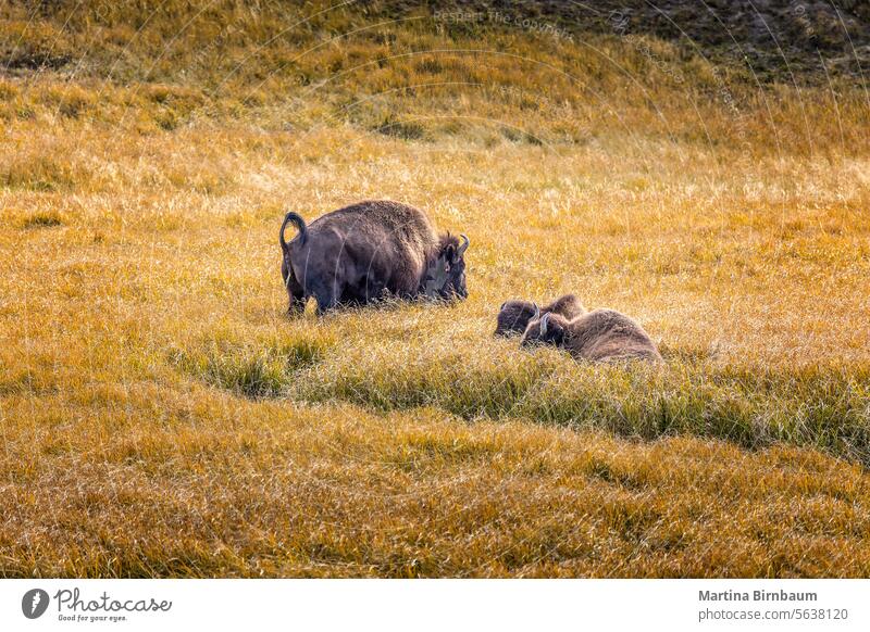 Grazing american bisons in the grasslands of the Yellowstone National Park, Wyomig USA grazing yellowstone national park bull animal wyoming wildlife herd