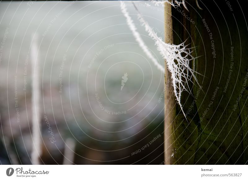 frost Environment Nature Winter Ice Frost Pole Spider's web Wood Cold Brown White Frozen Fine Delicate Hoar frost Colour photo Exterior shot Close-up Detail