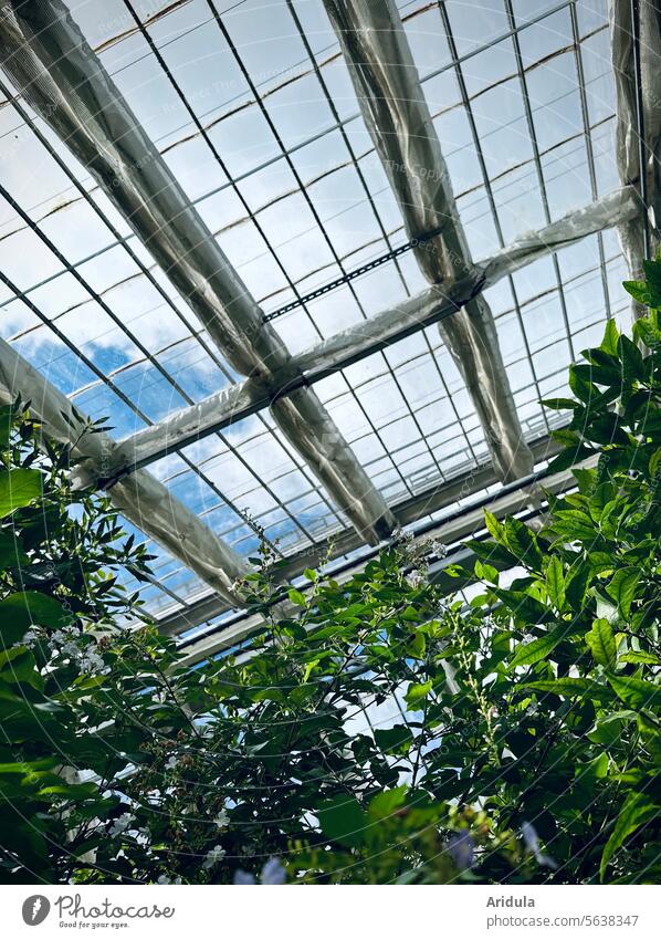 Green plants in a greenhouse Greenhouse Plant Glass Pane Sky Winter garden Clouds Market garden Light Growth Garden Glass roof Botany Bright Botanical gardens