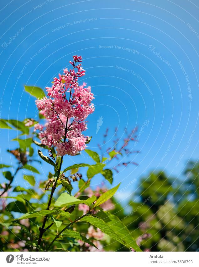 Pink lilacs against a blue sky Spring Blossom Lilac bush leaves Blue sky blurriness lilac blossom