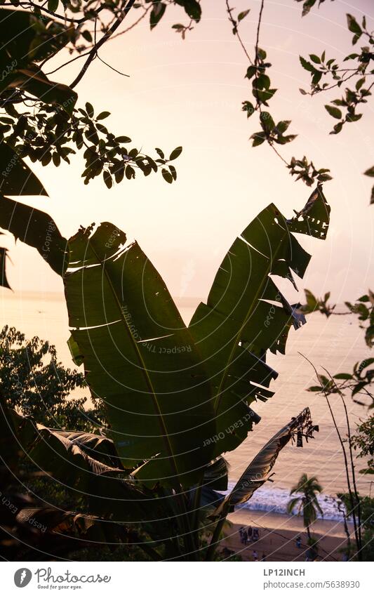 CR XXXIII Through the palm tree with a view of Drake Bay Costa Rica Palm tree plants plant world Beach outlook Waves Vacation mood Vacation & Travel Tourism