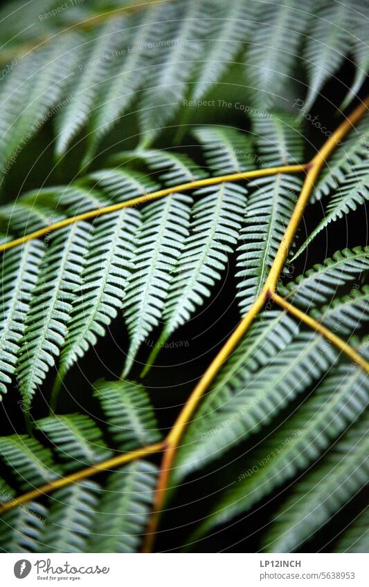 CR XXIV Branched nature Plant Nature structure branching Green nature conservation Close-up Nature reserve out Hiking Protection Costa Rica Environment