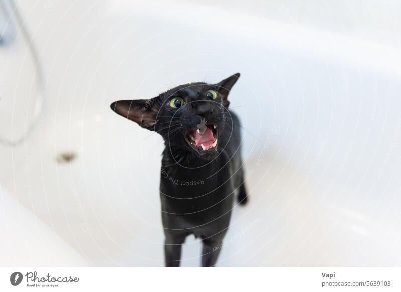 Washing black funny cat in bath pet kitten kitty cute washing shower white oriental black oriental cat black cat clean beautiful fur clear care adorable animal