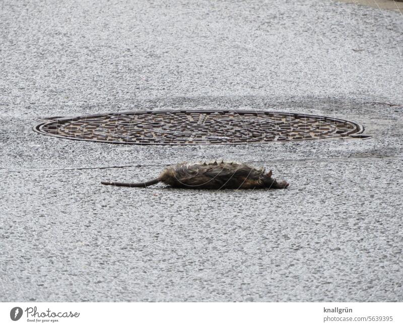 city life Dead animal Death Rat Town Asphalt manhole cover Transience Sadness dead Animal End Lie Exterior shot deceased Close-up Street Colour photo Gray Wet