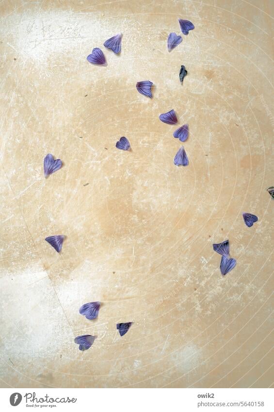 dispersed floor Stone slab Under Detail Deserted petals dropped Fallen Interior shot Faded Lose Decline Calm To dry up Ease Purity purple Copy Space top Change