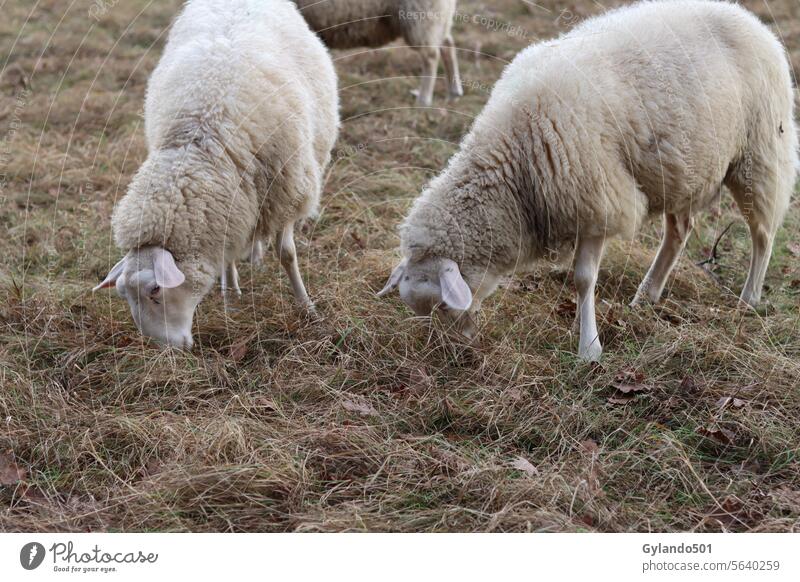 Sheep grazing on a pasture in winter sheep sheeps meadow white field animal mammal livestock rural animals wool nature grass farming cropped green herd group