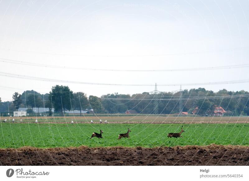 game pass Wild Deer crossing Roe deer three Field Running Jump Landscape Cranes Nature Autumn Animal Wild animal Exterior shot Colour photo Deserted Environment